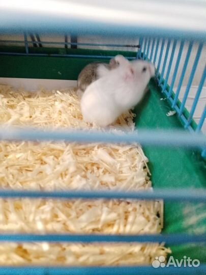 Джунгарский хомяк