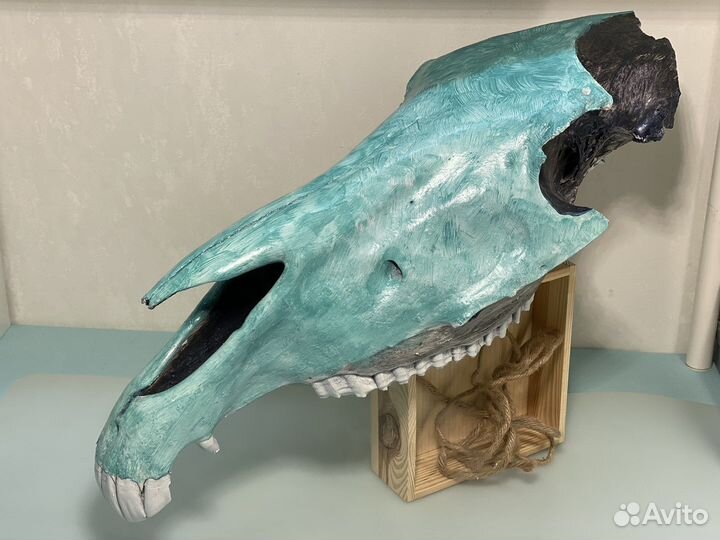 Череп лошади