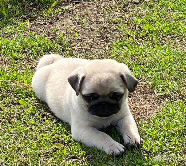 Щенки мопса