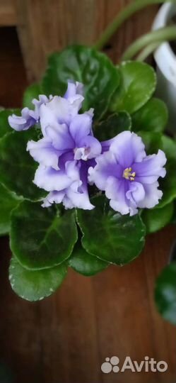 Сортовые фиалки