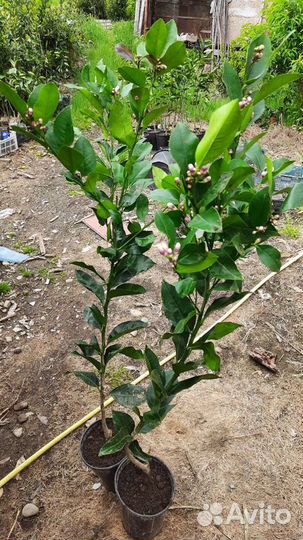 Саженцы цитрусовых