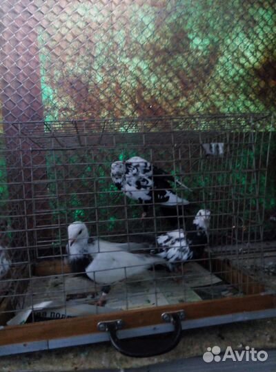 Голуби (Гривуны,Белоголовые,Капуцыны)