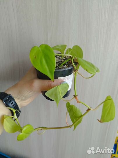 Филодендрон неон