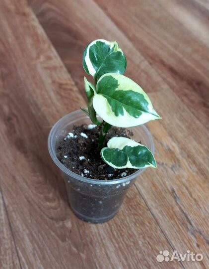 Комнатные растения цветы