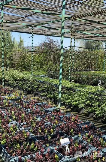 Питомник экзотических и уличных растений,подарки