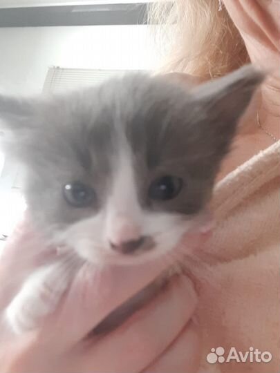 Котенок в дар бесплатно