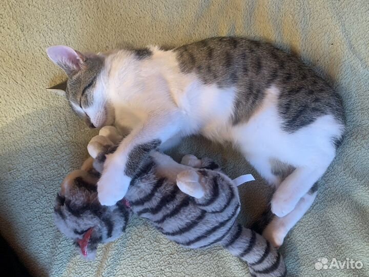 Котята в добрые руки бесплатно