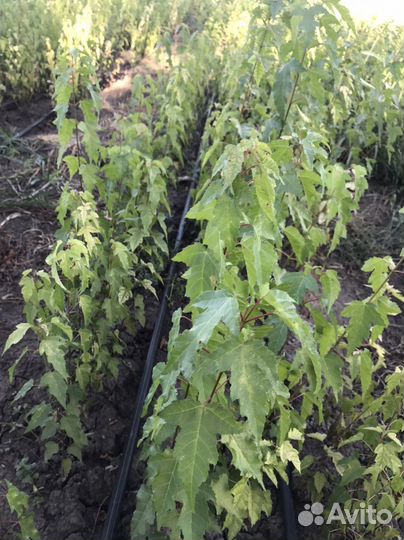 Саженцы Дёрен, Барбарис и другие