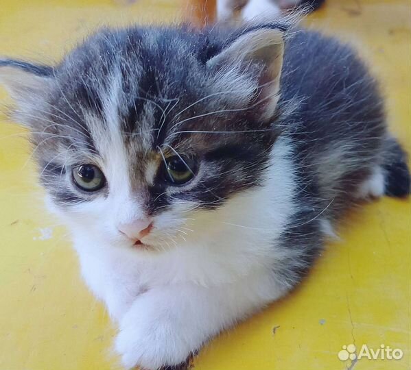 Кошки в добрые руки