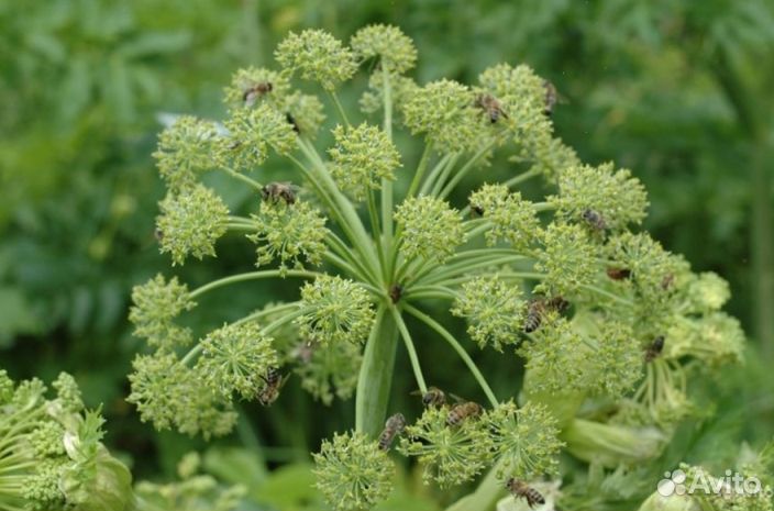 Мед Алтайский опт