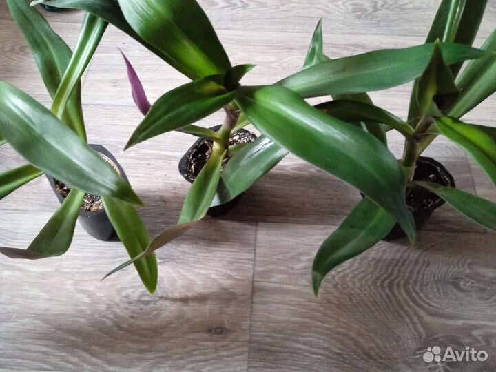 Цветы комнатные, разные