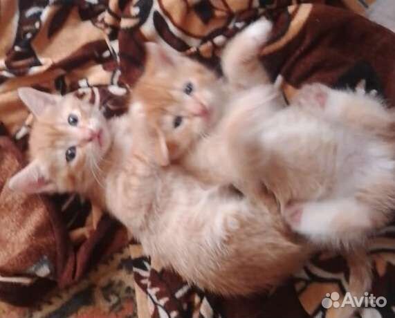 Кошки в добрые руки бесплатно