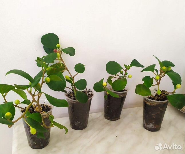 Фикус диверсифолия разнолистный