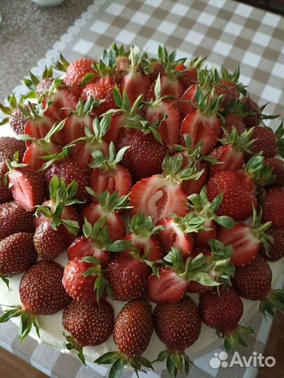 Рассада клубники