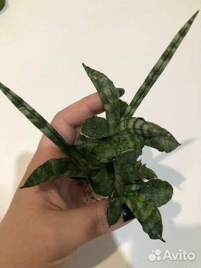 Сансивиерия цилиндрика