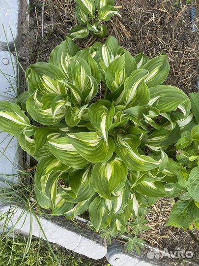 Хосты сортовые