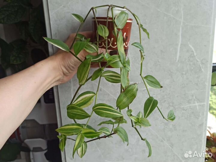 Домашние цветы