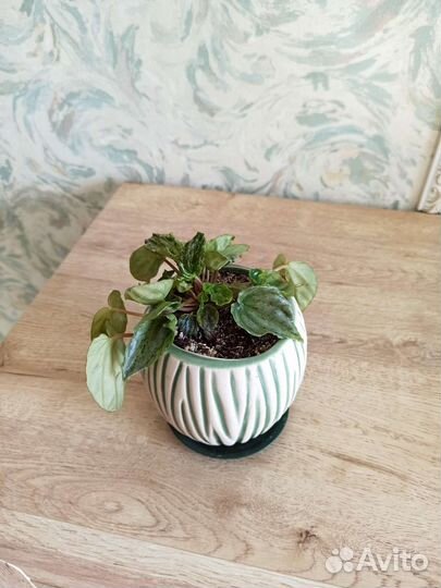 Пеперомия Хамелион