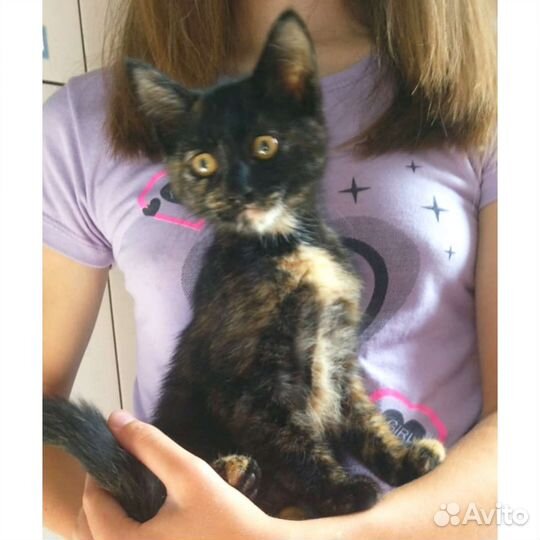 Котята отдам