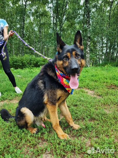 Овчарка в дар