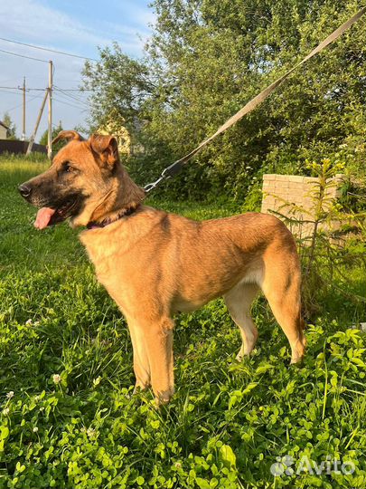 Собака Рыжуля в добрые руки