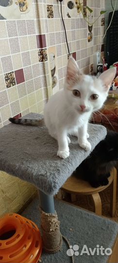 Кошечка в добрые руки)