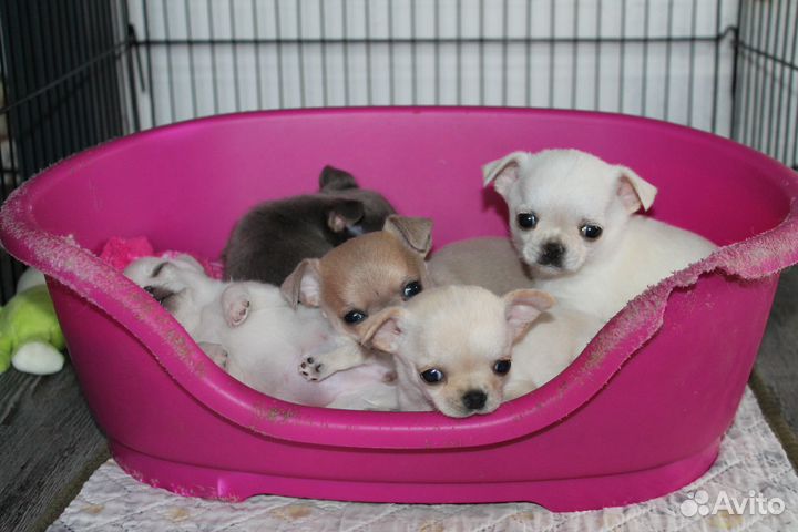 Щенки чихуахуа мини
