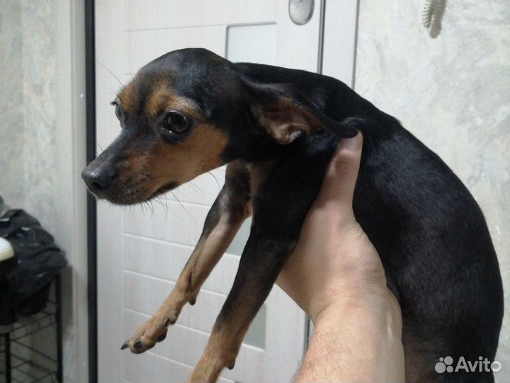 Той-терьер щенок