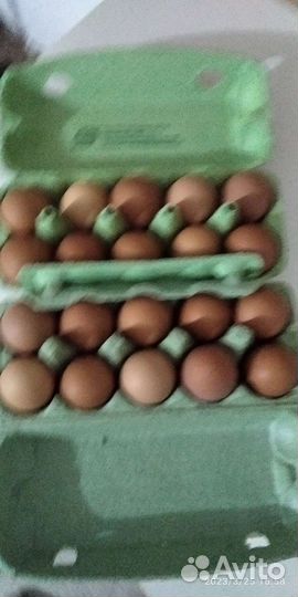Яйцо домашних кур