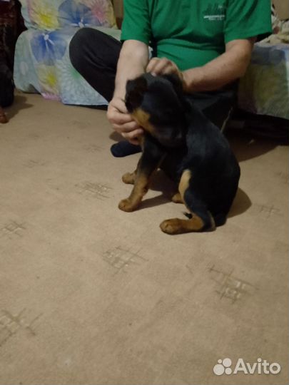 Щенок ротвейлера