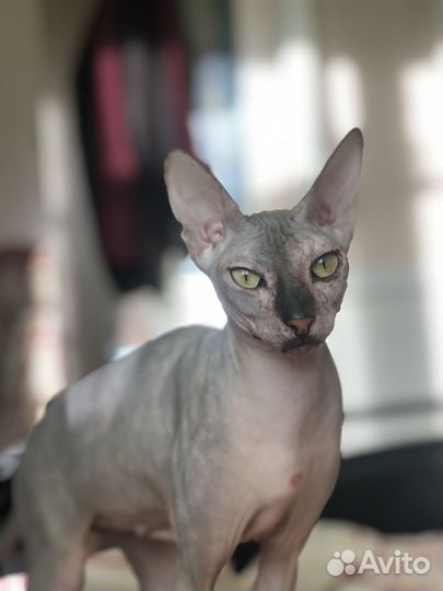 Донской сфинкс девочка вязка