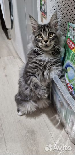 Мейн-кун котёнок- шикарная кошечка