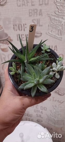 Флорариум суккуленты