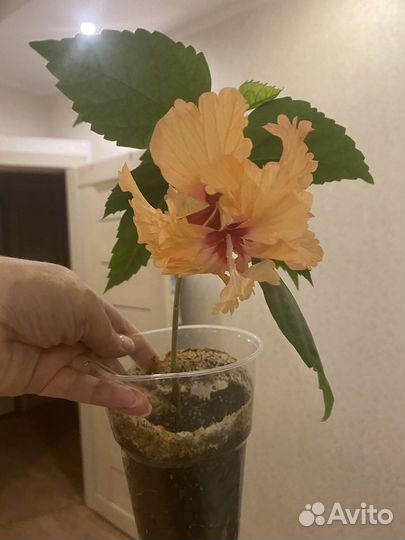 Гибискус Tequla Sunrise Расвет с текилой