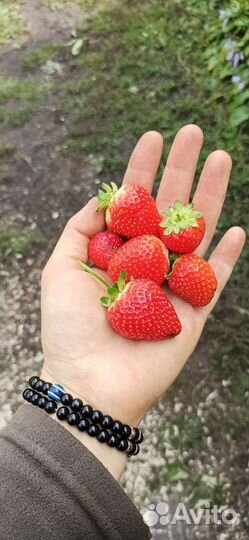 Рассада клубники поздняя Мальвина. Мицешиндлер