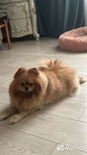 Померанский шпиц вязка кобель