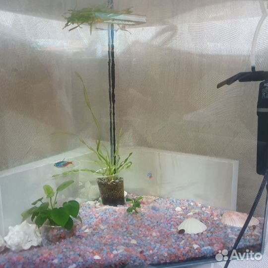 Аквариум с рыбками