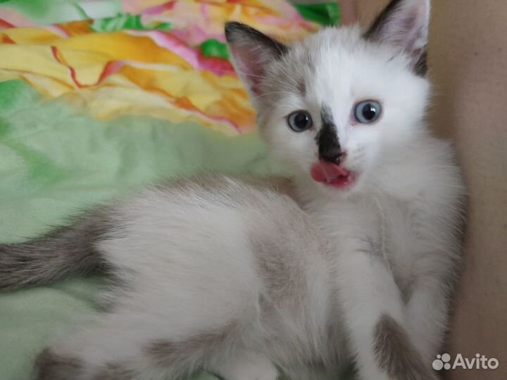 Котенок 2 месяца