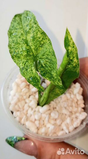 Эпипремнум,Моттлед Мохито, Имбре Вайт, Пинг Тонг