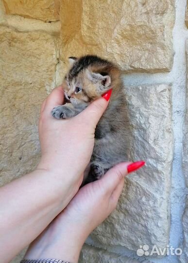 Котята британской шиншиллы