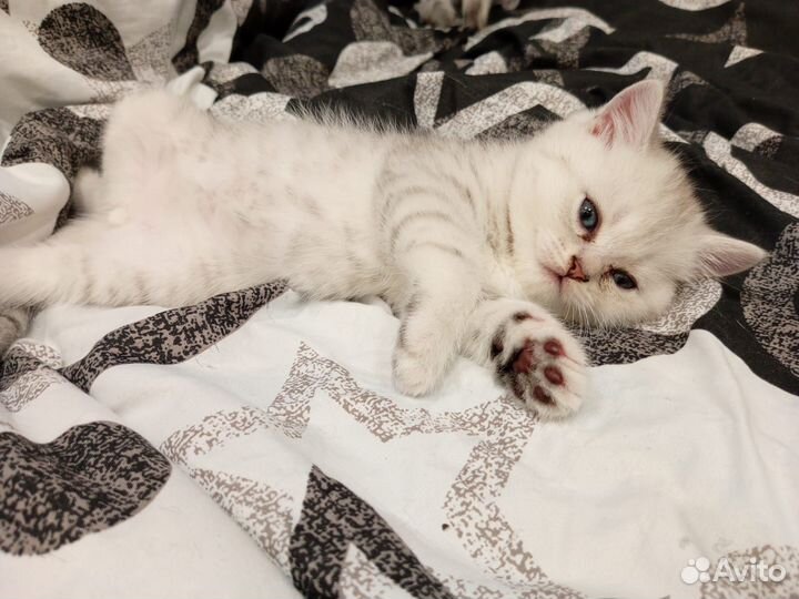 Шотландские котята