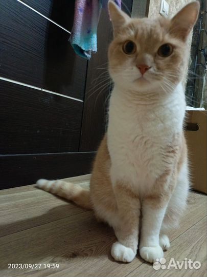 Отдам кота в добрые руки