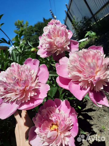 Взрослый куст пиона купить в Саратове | Товары для дома и дачи | Авито