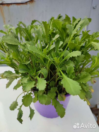 Рассада многолетник. ромашка