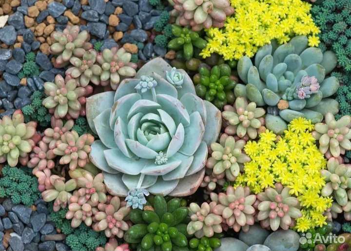 Многолетние цветы и растения