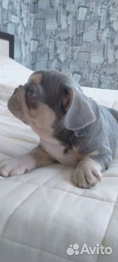 Французский бульдог щенки голубой