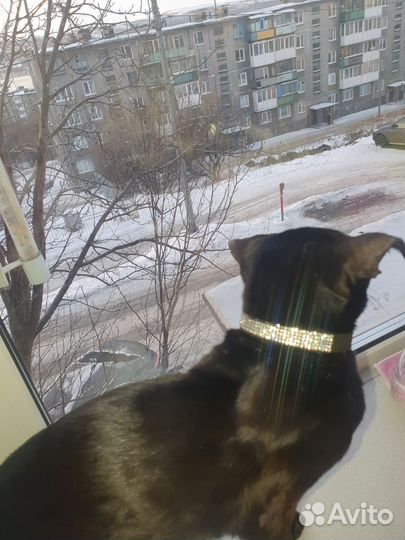 Ошейник для кошек и собак