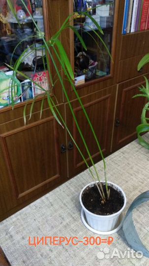 Комнатные растения