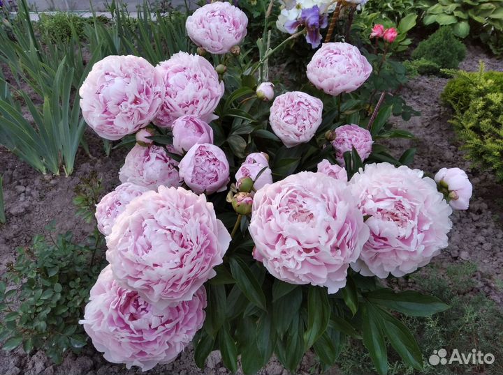 Пионы и другие многолетние растения