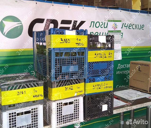 Саженцы сибирского кедра